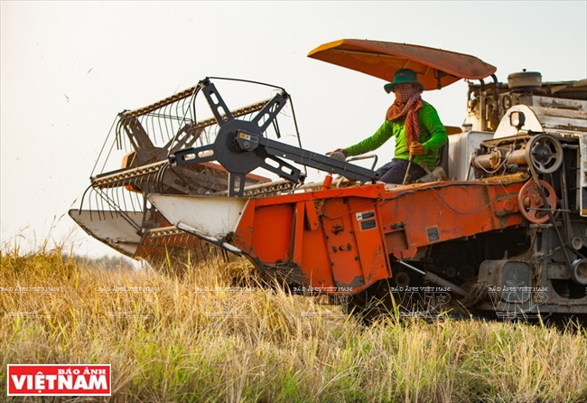 九龙江平原挺身抗旱抗碱 ảnh 20 九龙江平原挺身抗旱抗碱 ảnh 20
