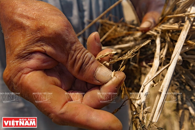 九龙江平原挺身抗旱抗碱 ảnh 5 九龙江平原挺身抗旱抗碱 ảnh 5
