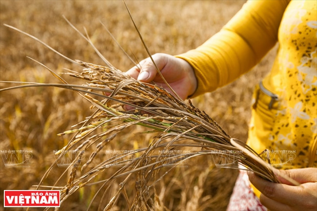 九龙江平原挺身抗旱抗碱 ảnh 6 九龙江平原挺身抗旱抗碱 ảnh 6