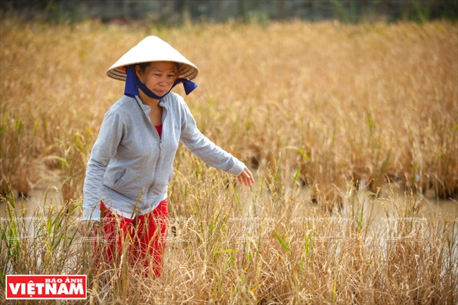 九龙江平原挺身抗旱抗碱 ảnh 4 九龙江平原挺身抗旱抗碱 ảnh 4