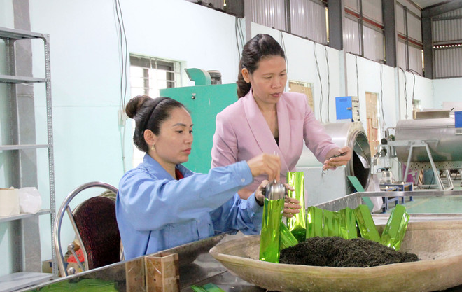 北江省力争提高安世茶树的价值 ảnh 2 北江省力争提高安世茶树的价值 ảnh 2