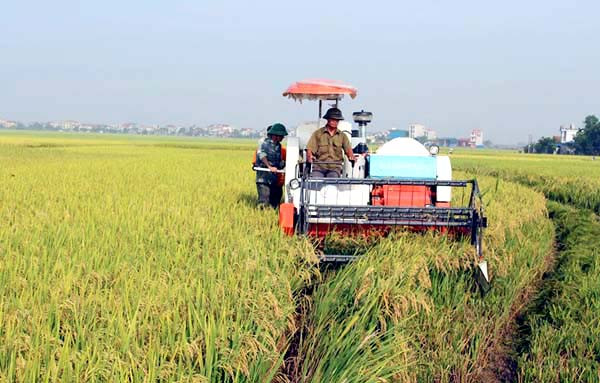 2020年前9个月农业对永福省经济增长的贡献率为0.13% ảnh 1 2020年前9个月农业对永福省经济增长的贡献率为0.13% ảnh 1