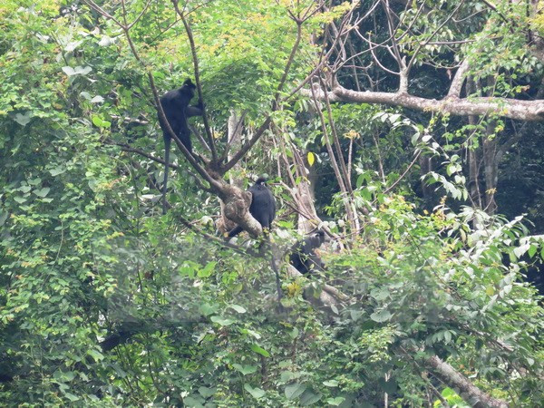 越南风芽–格邦国家公园以新旅游产品吸引游客 ảnh 1 越南风芽–格邦国家公园以新旅游产品吸引游客 ảnh 1