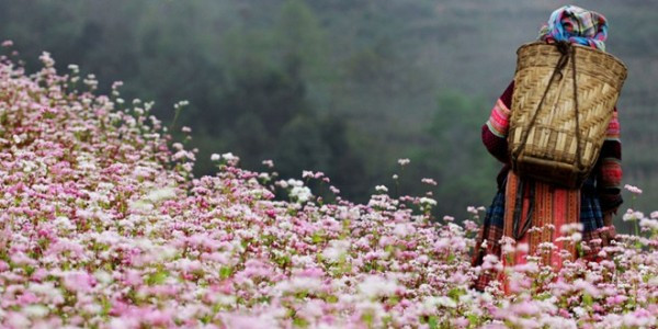精彩的荞麦花节 ảnh 3