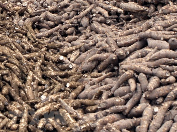 今年前7个月越南木薯出口量有所下降 出口额竟呈增长 ảnh 1 今年前7个月越南木薯出口量有所下降 出口额竟呈增长 ảnh 1