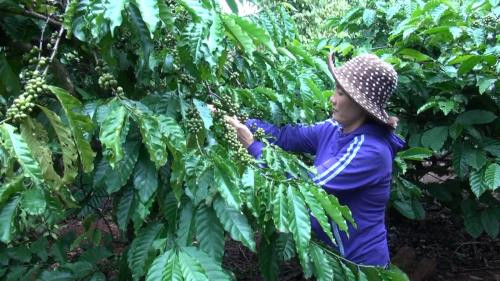 越南致力打造优质咖啡品牌 ảnh 2