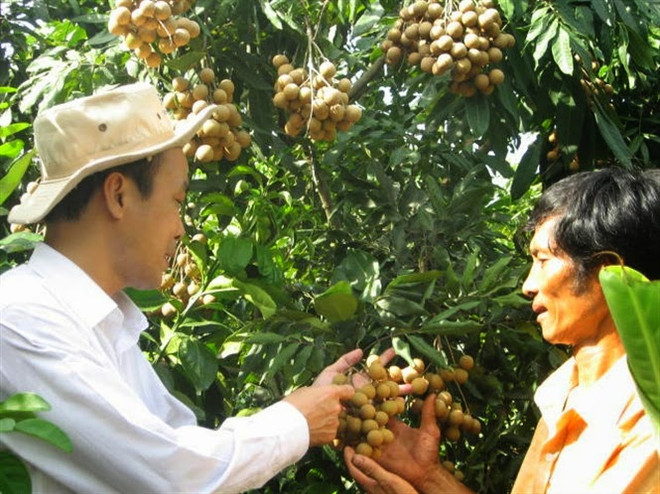 河内市准备向美国出口首批晚熟龙眼 ảnh 1 河内市准备向美国出口首批晚熟龙眼 ảnh 1