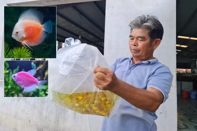 越南观赏鱼出口世界多个国家 ảnh 2 越南观赏鱼出口世界多个国家 ảnh 2