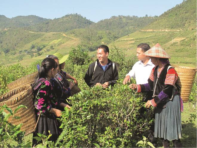 山罗省多管齐下帮扶贫困地区少数民族脱贫 ảnh 1 山罗省多管齐下帮扶贫困地区少数民族脱贫 ảnh 1