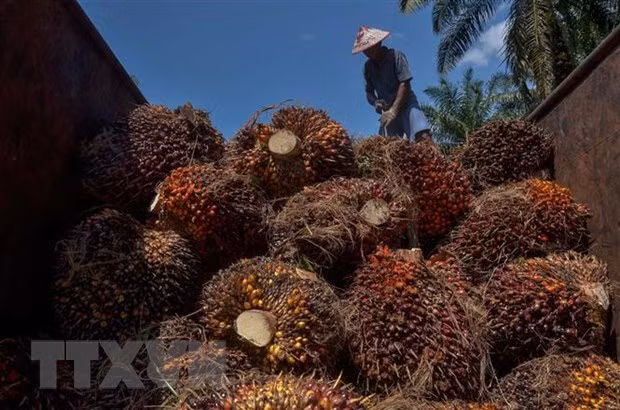 印尼将收紧棕榈油出口 ảnh 1 印尼将收紧棕榈油出口 ảnh 1