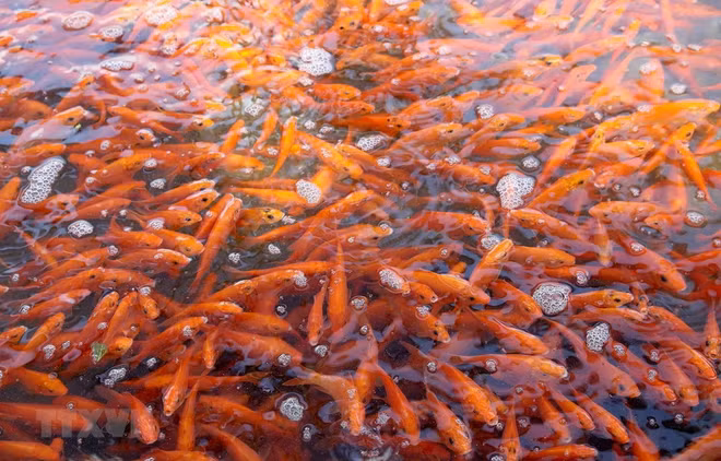 传承越南灶王节文化之美 ảnh 2