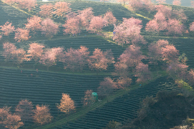 迎新春“国家进入春天”图片展即将开展 ảnh 1 迎新春“国家进入春天”图片展即将开展 ảnh 1