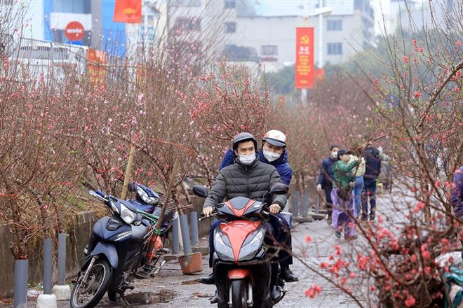 日新桃花与河内人过春节赏桃花乐趣 ảnh 2 日新桃花与河内人过春节赏桃花乐趣 ảnh 2