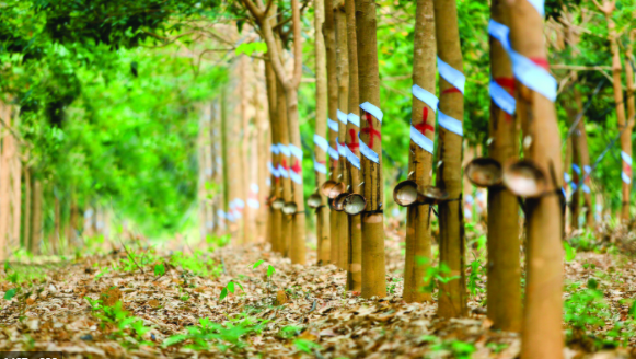 2022年越南橡胶出口趋势继续向好 ảnh 1