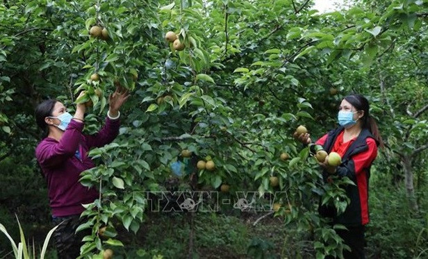 越南批准2021-2025年可持续减贫国家目标计划 ảnh 1 越南批准2021-2025年可持续减贫国家目标计划 ảnh 1