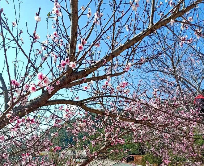 和平省着力发展野桃花种植业 ảnh 1 和平省着力发展野桃花种植业 ảnh 1