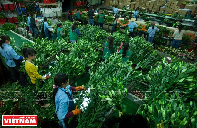 大叻蔬菜与花卉王国 ảnh 10