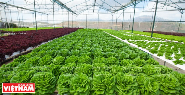 大叻蔬菜与花卉王国 ảnh 2