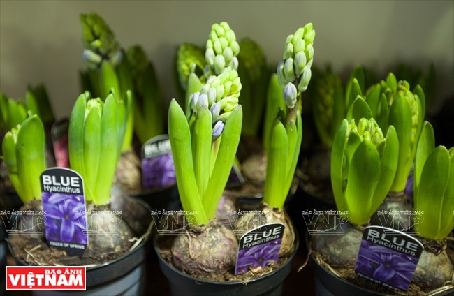 大叻蔬菜与花卉王国 ảnh 19