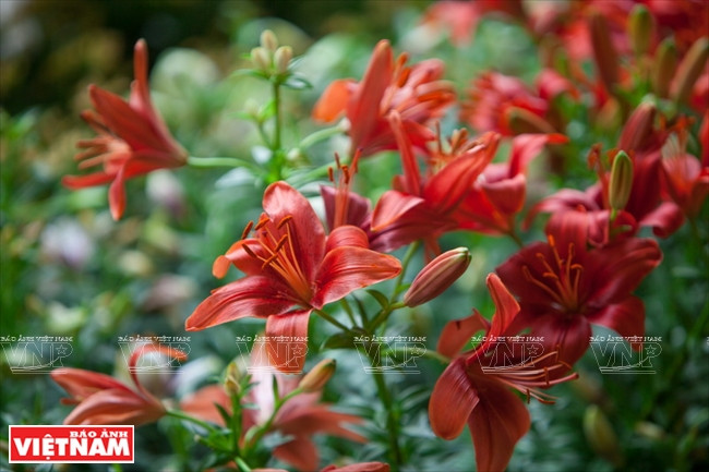 大叻蔬菜与花卉王国 ảnh 20