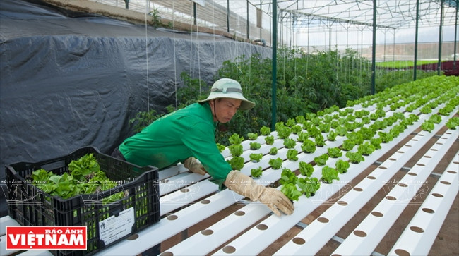 大叻蔬菜与花卉王国 ảnh 3