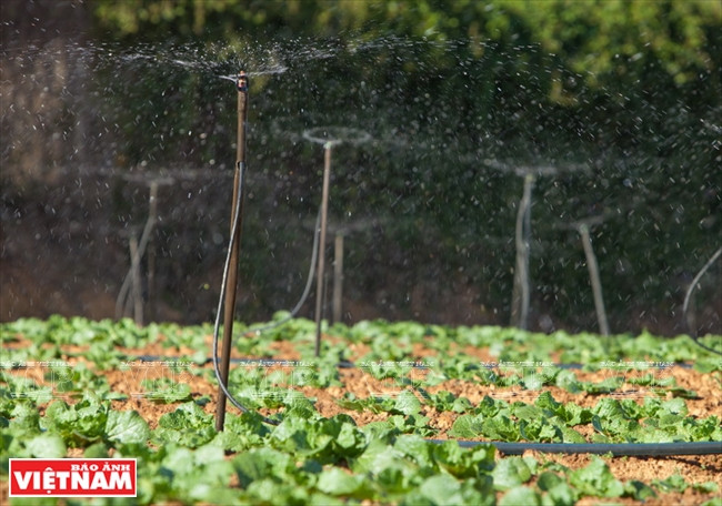 大叻蔬菜与花卉王国 ảnh 6