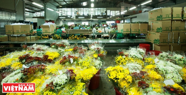 大叻蔬菜与花卉王国 ảnh 12