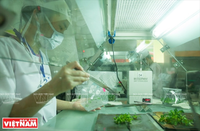 大叻蔬菜与花卉王国 ảnh 7