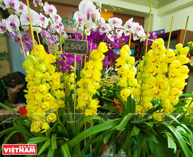 大叻蔬菜与花卉王国 ảnh 21