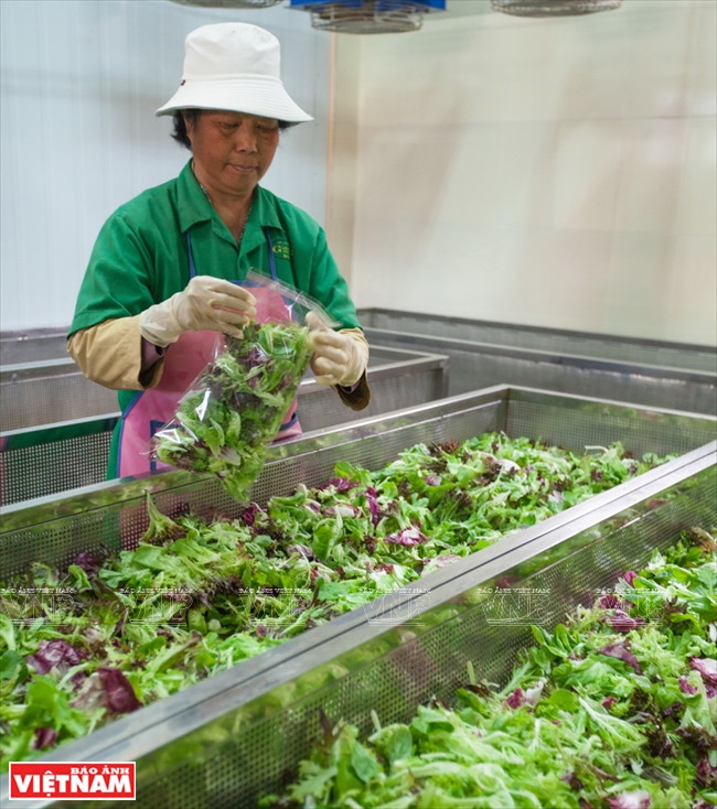 大叻蔬菜与花卉王国 ảnh 13