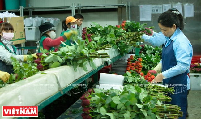 大叻蔬菜与花卉王国 ảnh 11