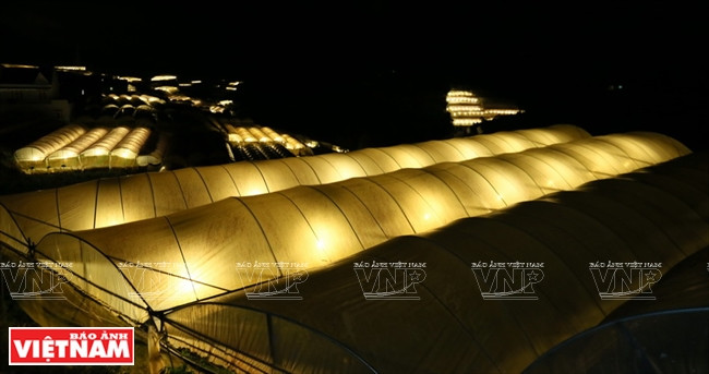 大叻蔬菜与花卉王国 ảnh 5