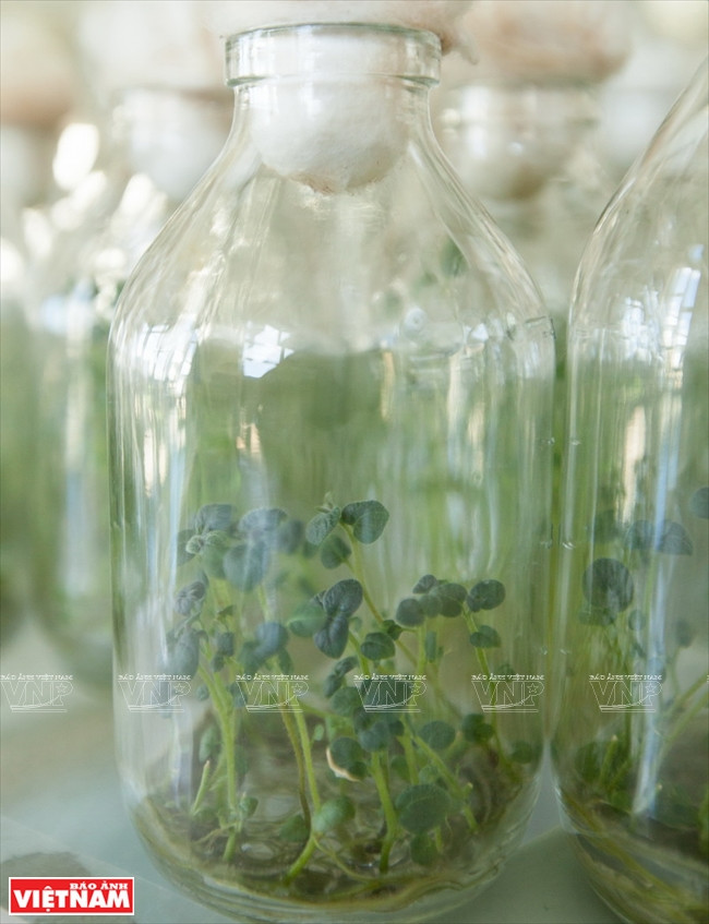 大叻蔬菜与花卉王国 ảnh 8