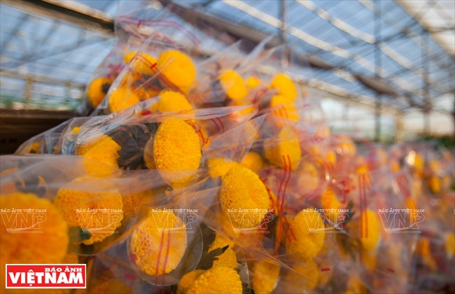 大叻蔬菜与花卉王国 ảnh 23