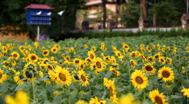 首都河内的向日葵花园颇受青睐 ảnh 2