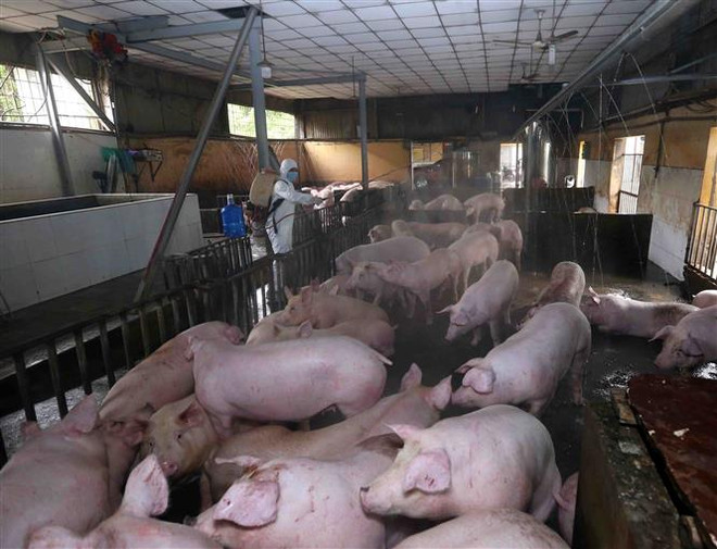 广宁省采取措施控制非洲猪瘟疫情蔓延 ảnh 1 广宁省采取措施控制非洲猪瘟疫情蔓延 ảnh 1