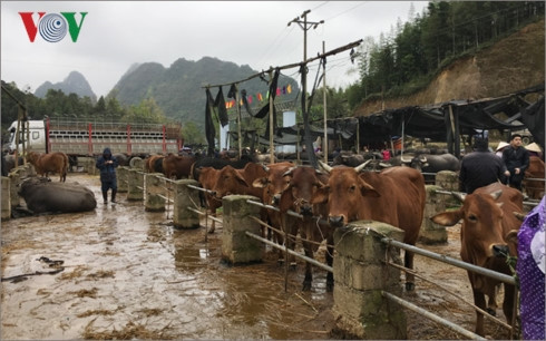 北部山区最大而独特的家畜集市 ảnh 2 北部山区最大而独特的家畜集市 ảnh 2