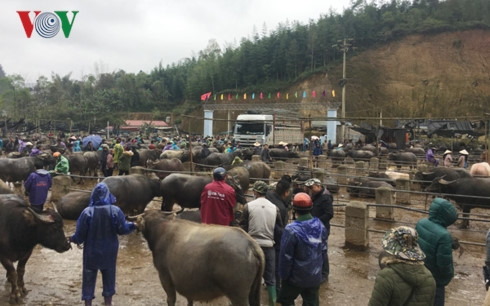 北部山区最大而独特的家畜集市 ảnh 1 北部山区最大而独特的家畜集市 ảnh 1