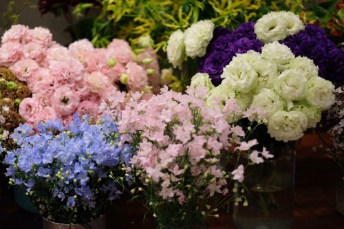 三八国际妇女节:进口的花卉品种受消费者的喜爱 ảnh 1 三八国际妇女节:进口的花卉品种受消费者的喜爱 ảnh 1