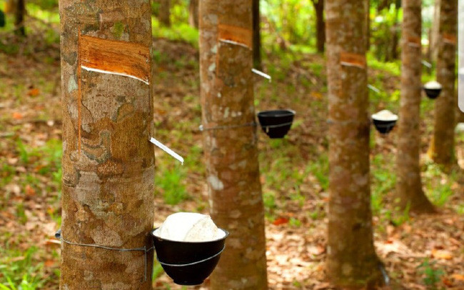 泰国、印尼和马来西亚削减橡胶出口规模 ảnh 1 泰国、印尼和马来西亚削减橡胶出口规模 ảnh 1