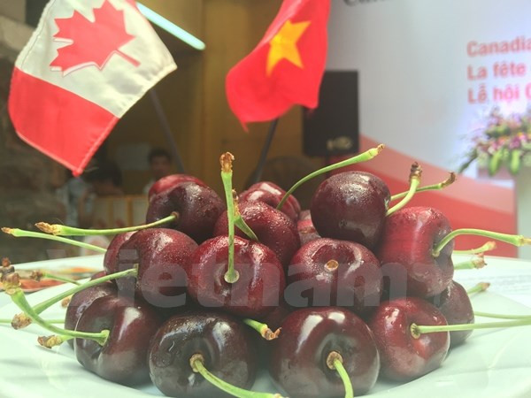 加拿大大力促进樱桃对越南出口力度 ảnh 1