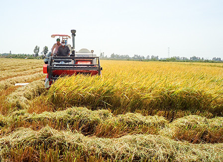 永隆省制定农业与农村领域招商引资项目43个 ảnh 1 永隆省制定农业与农村领域招商引资项目43个 ảnh 1