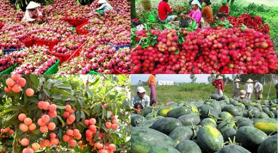 越南经谅山省口岸对中国出口农产品逾40万吨 ảnh 1