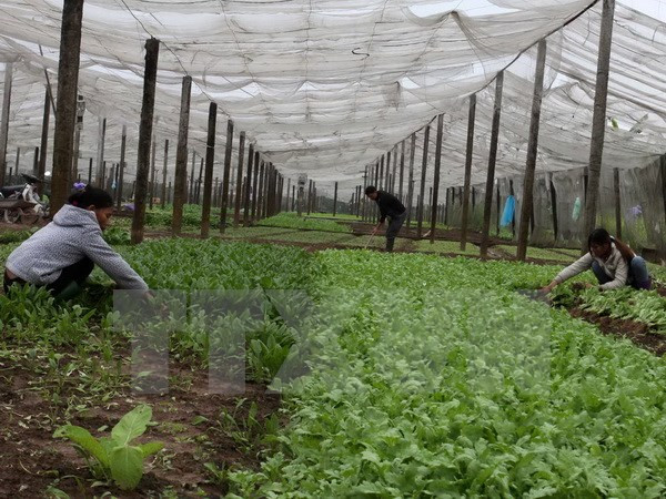 越南将承办第10届亚太地区政府合作社部长会议 ảnh 1 越南将承办第10届亚太地区政府合作社部长会议 ảnh 1