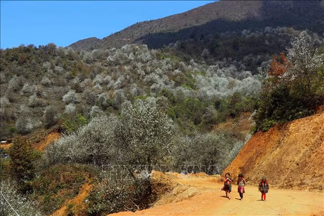 栘果花染白西北山区 ảnh 2