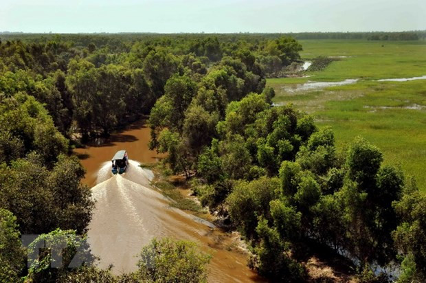 鸟栖国家公园的黄眼草花田留住游客的脚步 ảnh 1 鸟栖国家公园的黄眼草花田留住游客的脚步 ảnh 1
