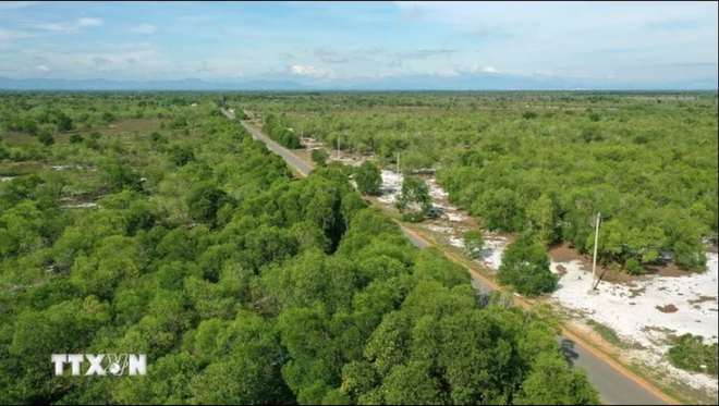 越南八个沿海省市继续获得林业现代化支持 ảnh 1