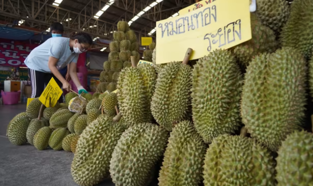 泰国即将推出榴莲出口标准 ảnh 1 泰国即将推出榴莲出口标准 ảnh 1