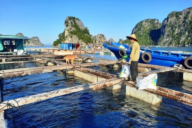 广宁省——可持续海水养殖的典范 ảnh 2 广宁省——可持续海水养殖的典范 ảnh 2
