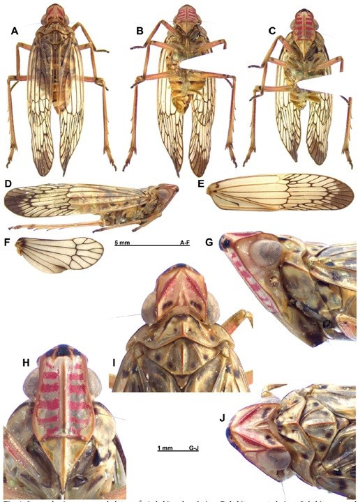 越南新发现3种新植物和3种昆虫 ảnh 2 越南新发现3种新植物和3种昆虫 ảnh 2